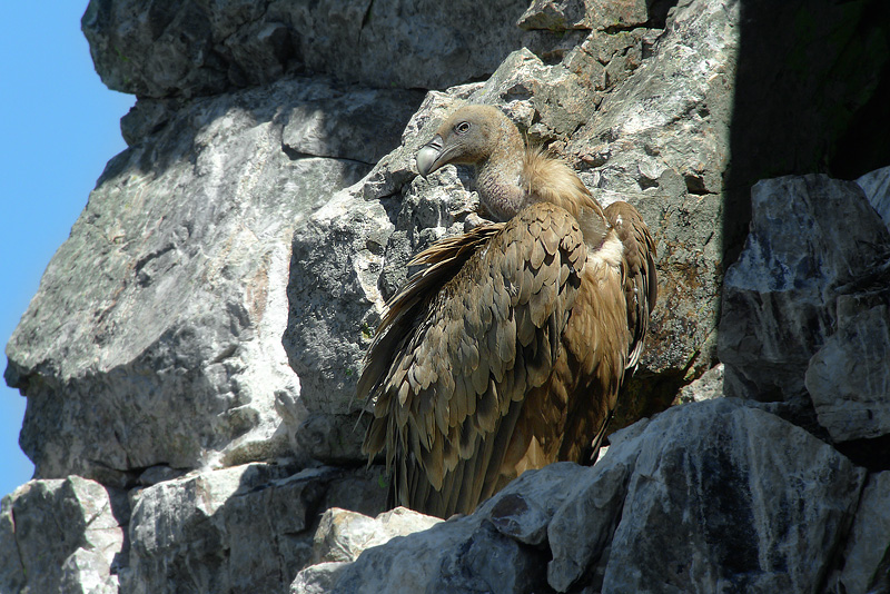 Gyps fulvus - Grifone in Digiscoping